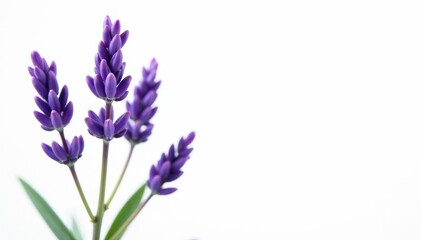Naklejka premium Delicate purple lavender blossoms, isolated on pure white , flowers, fragrance