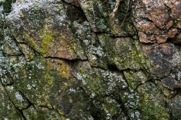 tree bark texture