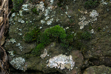 green moss on tree