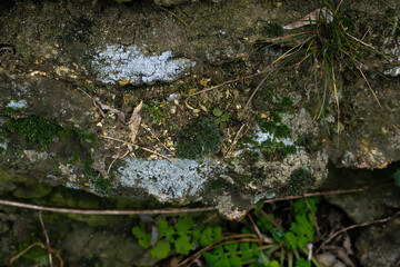 moss on the rocks
