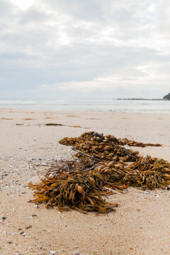 Pile of seaweed washed up on the ocean foreshore