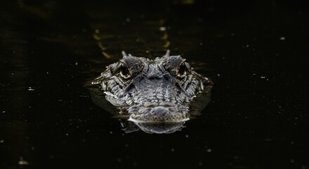 Fototapeta premium Close up of a crocodile swimming in the water, its scary eyes are visible