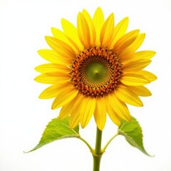 Obraz premium Golden sunflower oil splash, vibrant droplets against pure white , backdrop, healthy