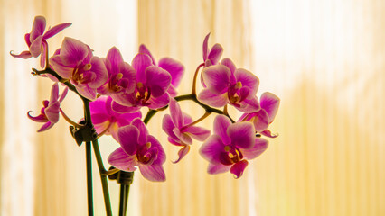 orchid against curtains close-up