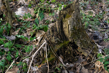 moss on the tree