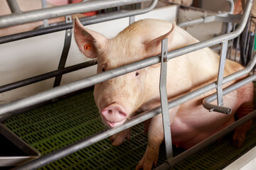 Sow Confined in Farrowing Crate for Piglet Delivery in Swine Production Facility