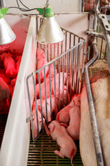 Neonatal Piglets Resting Under Heat Lamp for Thermoregulation in Swine Nursery Unit