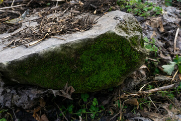 moss on the stump