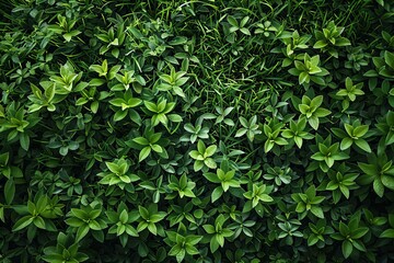 Obraz premium Green grass texture background, top view