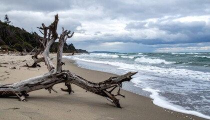 Dramatic Coastal Landscape with Driftwood on a Sandy Beach beneath Overcast Skies