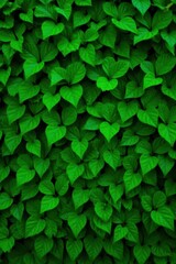 Obraz premium Dense green hedge, lush leaves, seamless texture, evergreen, background, growth