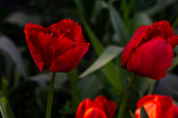 Fototapeta premium red and yellow tulip