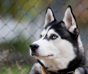 siberian husky dog portrait