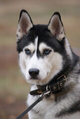husky dog portrait