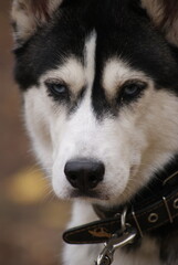 husky dog portrait