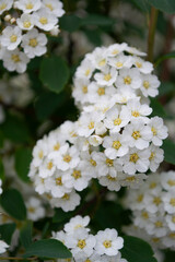 white cherry blossom. White blossom. Bride's bush. The clematis is blooming. Spring.