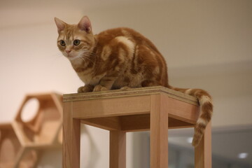 家具の上から見下ろす茶トラのアメリカンショートヘアの子猫