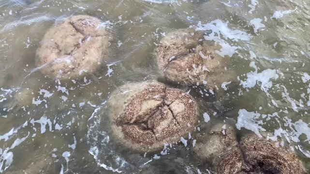Stromatolites oldest ancient microbial life forms living in Lake Thetis, Western Australia