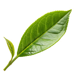 Fototapeta premium Green leaf isolated on a transparent background 