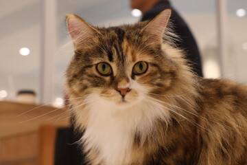 こっちを見ているメインクーンの子猫