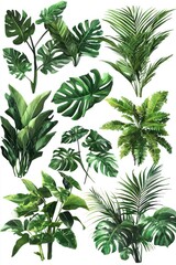 A set of tropical greenery with rich patterns and bright textures, cleanly isolated on a transparent background for creative designs.