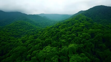 Fototapeta premium Aerial view of lush green forest canopy