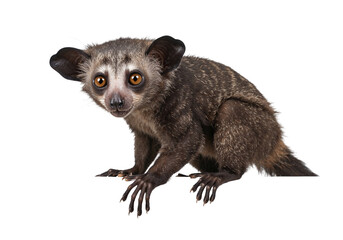 Fototapeta premium Aye-aye Lemur on White Background