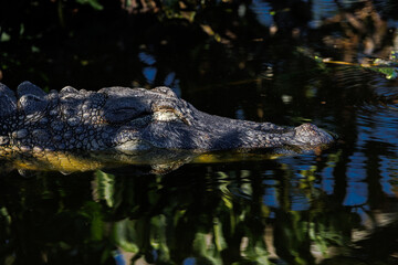 Alligator sleeping in the swamp