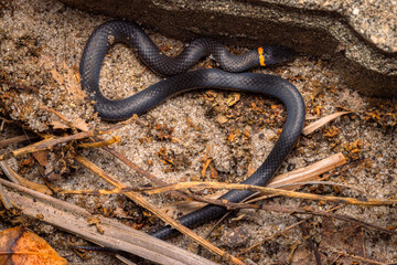 Small Orange Ring Necked Snake in the sand