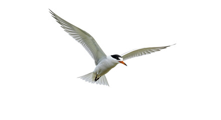 Obraz premium Flying Fairy Tern in Clear Sky
