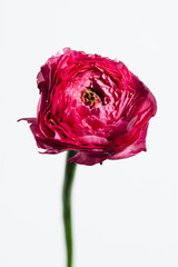 ラナンキュラス  Ranunculus