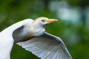 A cattle egret flying over a pond
