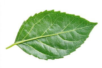 A detailed tropical leaf in rich green tones, showcasing natural patterns, isolated for use in dynamic botanical-themed projects.