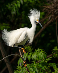 A snowy egret perched on a tree branch