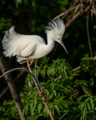 A snowy egret perched on a tree branch