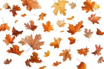 Obraz premium PNG Natural Leaves group leaves leaf background.