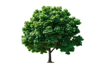 Solitary Tree in the Bright Light: A vibrant, lush tree stands alone, its verdant canopy bathed in the warm glow of a bright day, exemplifying nature's resilience and beauty.