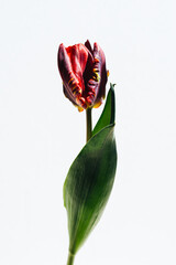 チューリップ  Tulip