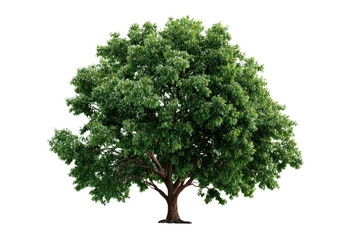 Obraz premium Lush Green Tree: A vibrant, full deciduous tree stands tall, showcasing its lush green canopy and strong trunk against a plain background.&nbsp;