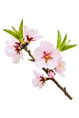 Delicate pink blossoms on a branch isolated on a transparent background