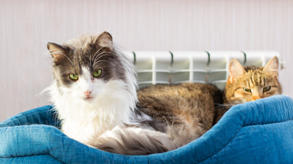 A cozy group of cats relaxes together in a soft, comfortable pet bed, creating serenity
