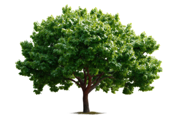 Majestic Oak in Isolation: A magnificent, verdant oak tree, standing tall and proud, showcases its lush, vibrant foliage against a clean backdrop.