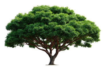 Majestic Tree's Solitude: A sturdy tree with a vast, verdant crown stands alone, its gnarled trunk and branches reaching towards the sky, presenting the elegance and nature's beauty.