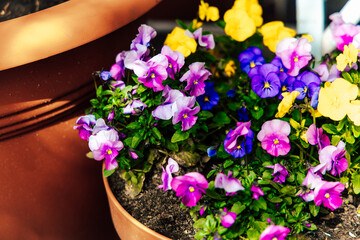 Colorful pansy flowers blooming in a terracotta pot during sunny spring weather