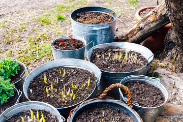 Gardening in springtime with seedlings emerging in metal containers in a sunny backyard