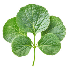 Coriander leaves isolated on white background, clipping path, full depth of field.