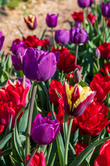 Purple and red tulips blooming in spring garden
