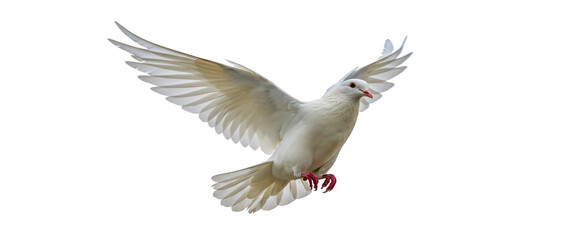 Fototapeta premium Elegant white dove in flight against a pure white background symbolizing peace and freedom