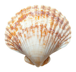 Fototapeta premium PNG Top view underwater photo of shell seashell invertebrate chandelier.