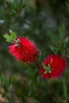 Close up of a native bottlebrush flower